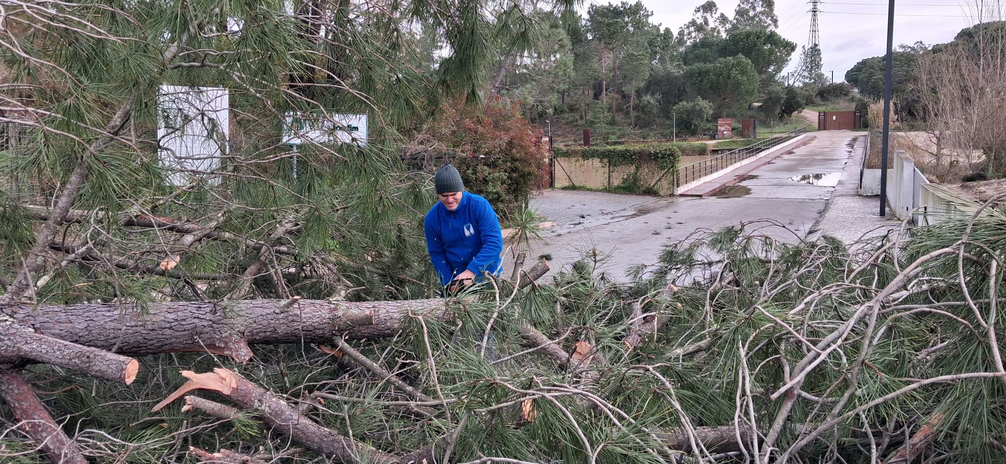 INFORMAÇÃO |  Remoção de sobrantes de árvores em espaço público podem ser retirados pelos munícipes