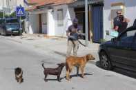 Captura de Cães no Concelho do Entroncamento