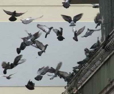 Município alerta para problemas inerentes ao excesso de pombos na Cidade