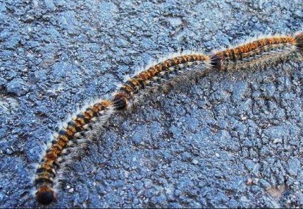 Lagarta do pinheiro (processionária) . Informação aos Munícipes