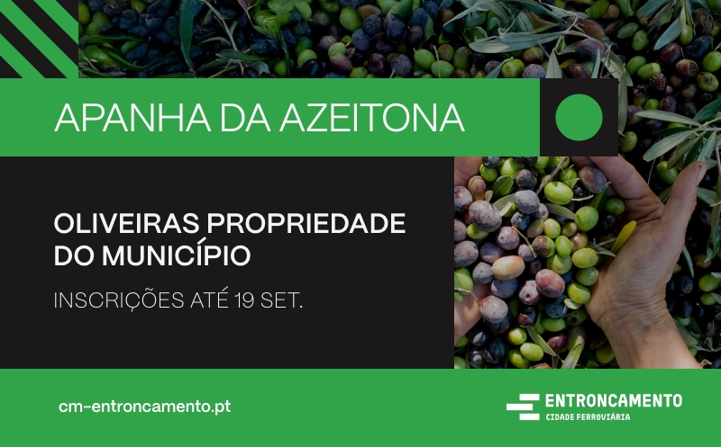 banner 800x497 apanha azeitona novo