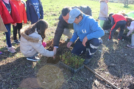 Capa arborização