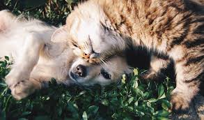 Imagem dog and cat