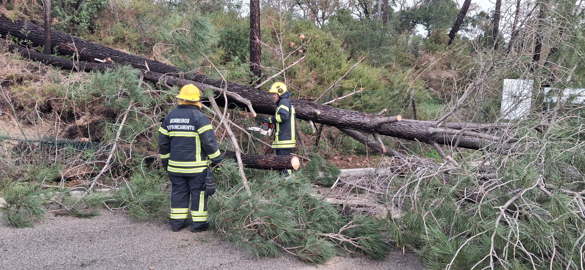 foto corte árvores 2